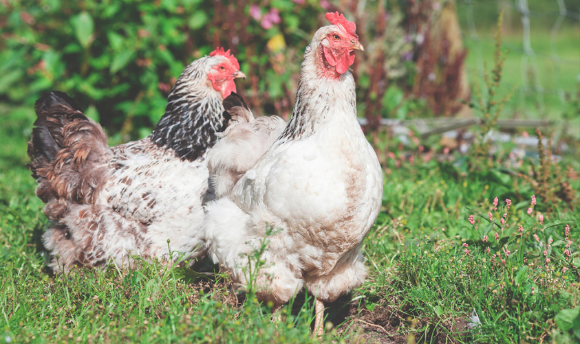 夏季来了，今年的鸡痘发病形势较为严峻，养鸡户当如何防范？