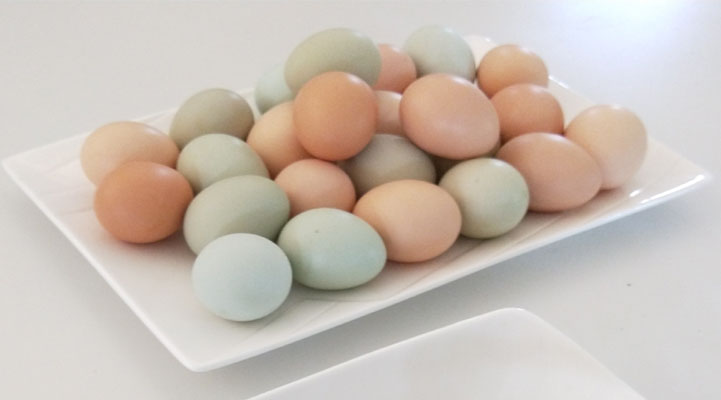 鸡蛋如何挑选才是正确的？
